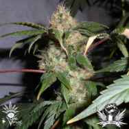 CannaVenture Seeds Larry's Lemon Cookies